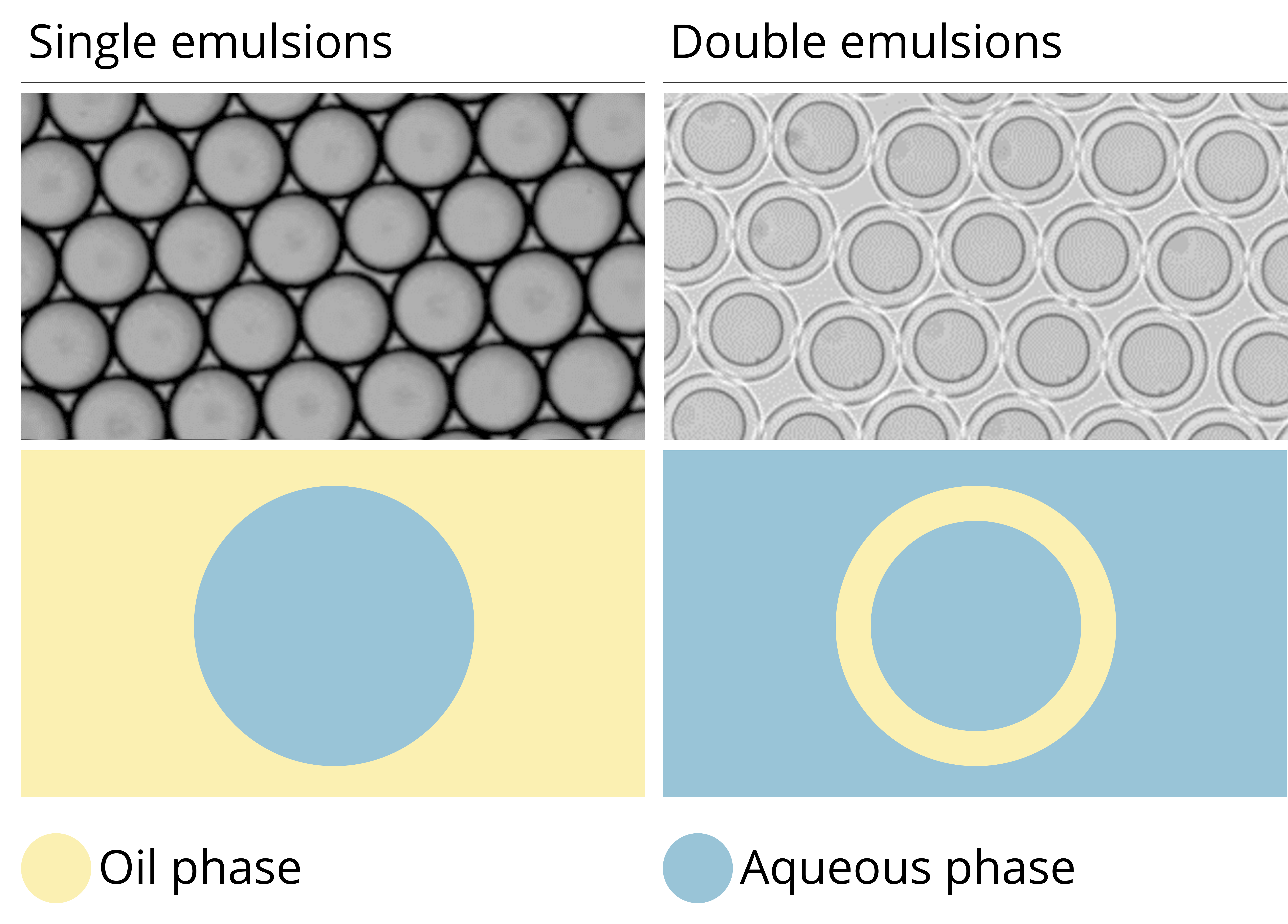 Single emulsion and double emulsion droplets